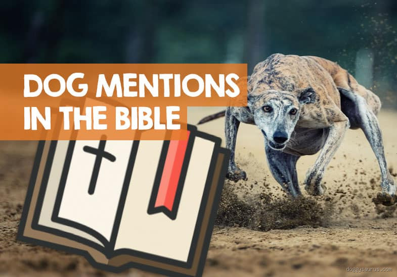 What Does Jesus Say About Dogs in the Bible? Surprising Insights!