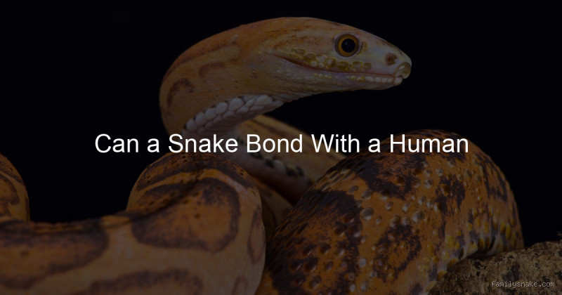 Can a Snake Break Human Bones? A Wild Question Over Drinks