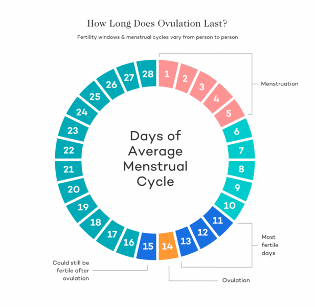 Can You Get Pregnant That Night If You Ovulate in the Morning? 🤔