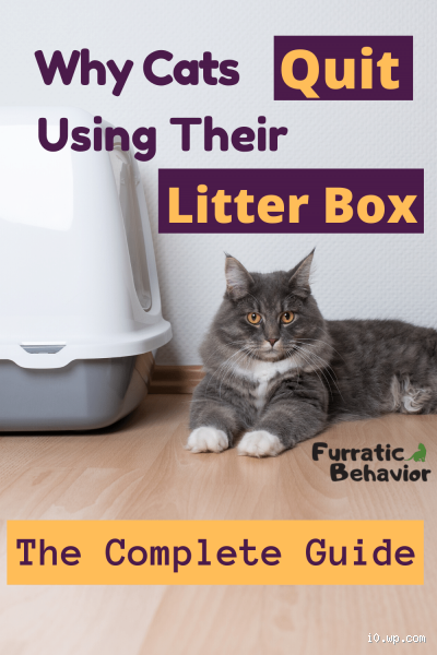 Do Cats Hate Closed Litter Boxes? What You Need to Know