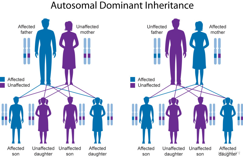 Do Men Inherit More from Their Mother? Exploring the Genetic Legacy