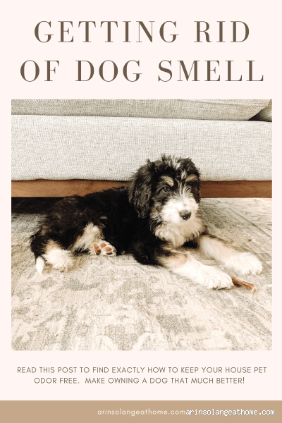 How Do I Get a Really Bad Smell Off My Dog? Tips & Tricks You’ll Want to Try
