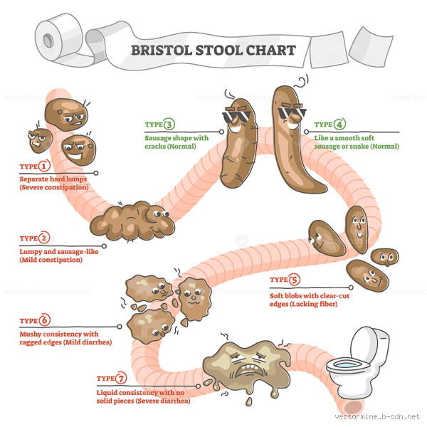 How Long Can Stool Remain in the Colon?