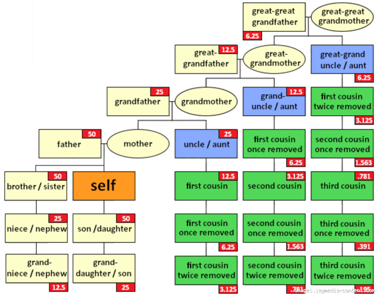 How Many cM is a Half First Cousin Once Removed? Let's Find Out!