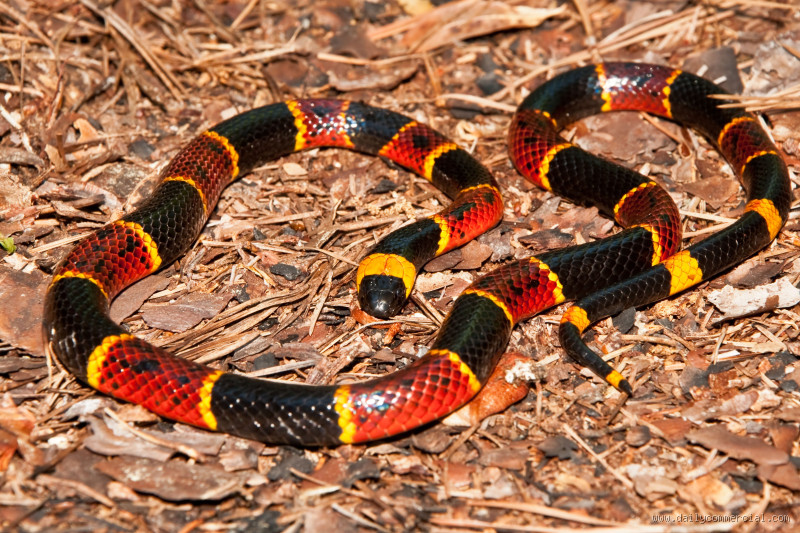 How Often Do People Get Bit by Sea Snakes? The Truth Revealed