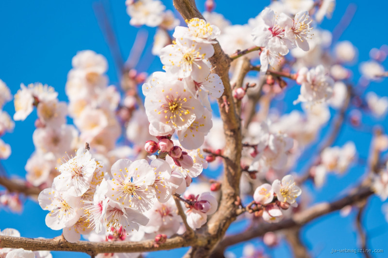 How Warm Is Tokyo in February? A Chilly but Charming Surprise