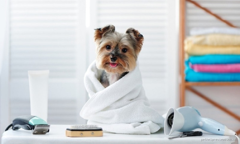 Is It Safe to Let a Dog Dry Naturally After a Bath? Here's What You Need to Know