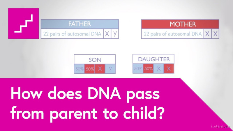 Is Your DNA 50/50 From Your Parents?