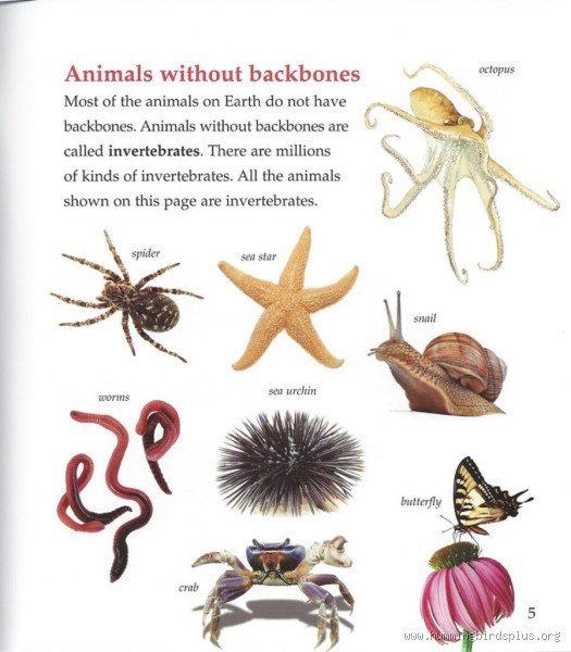 What Animal Has 0 Bones? Discover the Fascinating Answer