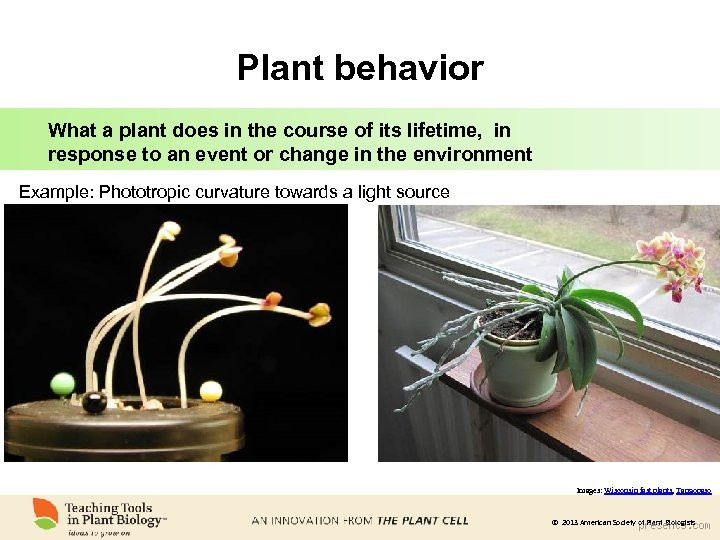 Do Flowers Have Feelings: Exploring the Emotional Connection and Science Behind Plant Behavior