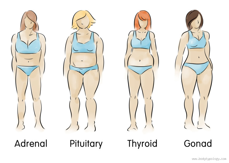 What Body Type Has the Hardest Time Gaining Weight?