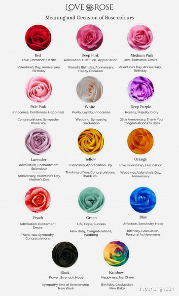 What Color Rose Means Hatred? A Bloomin’ Mystery Worth Exploring