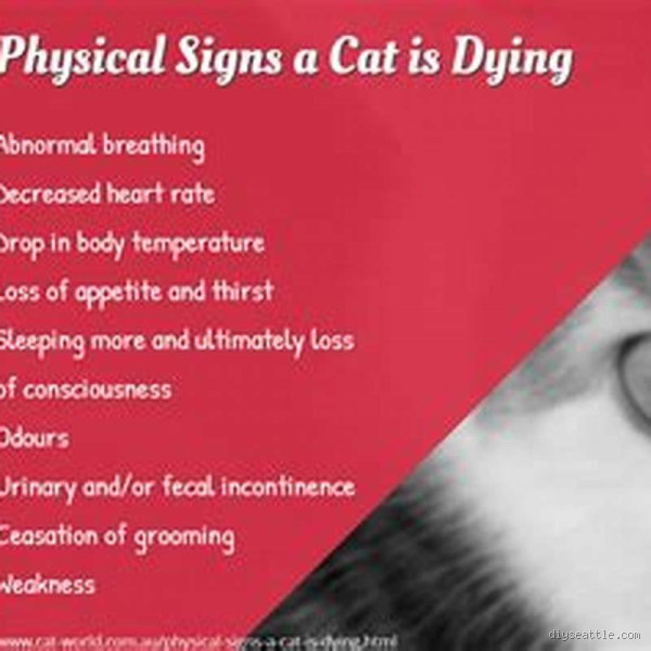 What Happens Minutes Before a Cat Dies? The Signs You Should Know