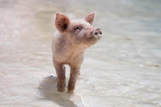 What Is the Cleanest Animal in the World? You’ll Be Surprised