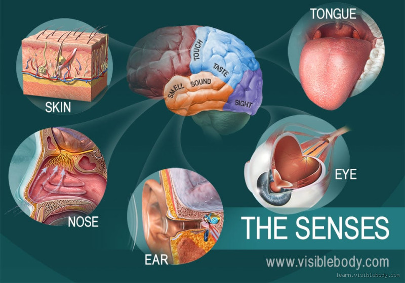 What is the Strongest Human Sense?