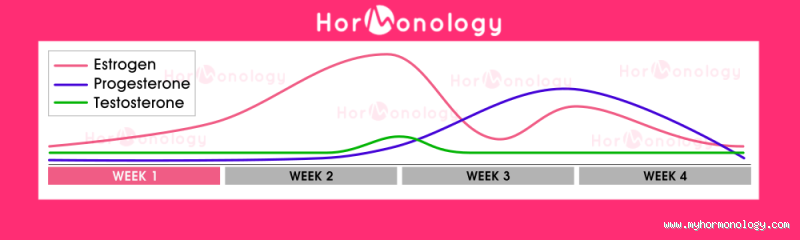 Peak Estrogen Levels: When Are They Highest During Your Day and Cycle?