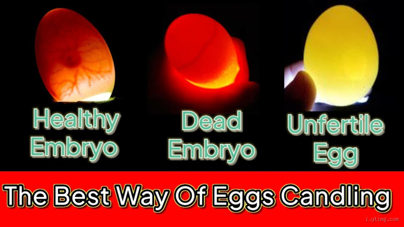 What to Do with Newly Laid Eggs: Tips for Fresh Egg Care and Storage?