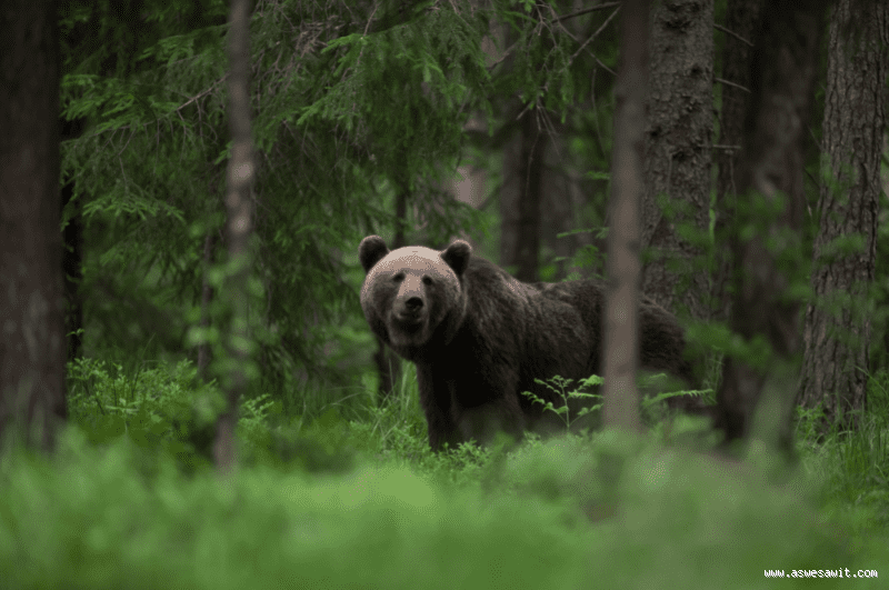 Where in Europe Has the Most Wildlife? Discover the Best Spots