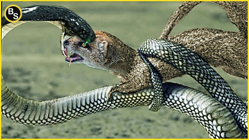 Who Is Snake’s Biggest Enemy? You Might Be Surprised