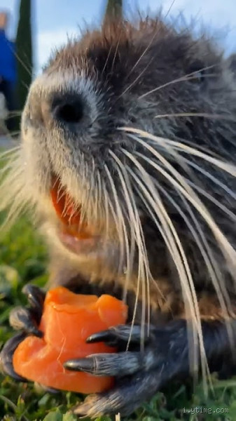 Why Do Beavers Bite? The Surprising Truth Behind the Teeth