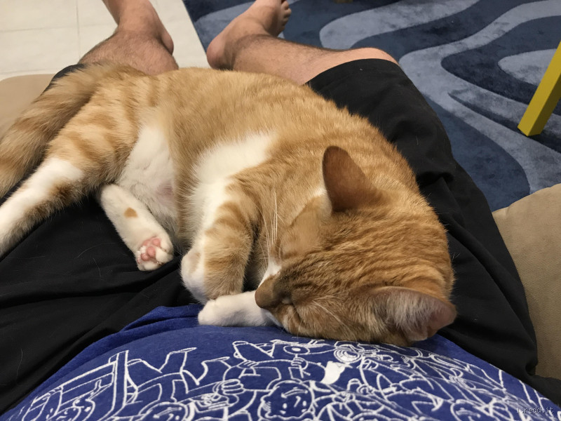Will My Cat Be Sad If I Don't Let Them Sleep With Me?