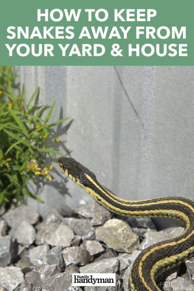 How Do You Chase Away Snakes? Keep Them Far From Home!