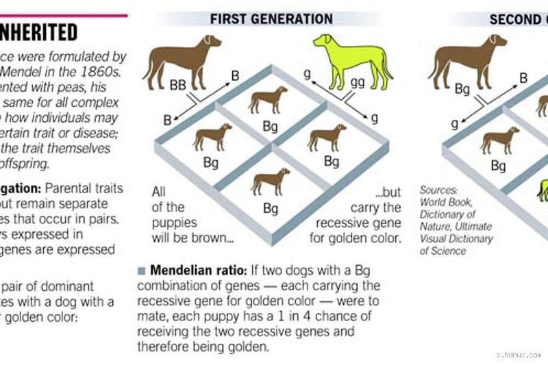 What Does Recessive Black Mean? Genetics, Dogs, and Surprises