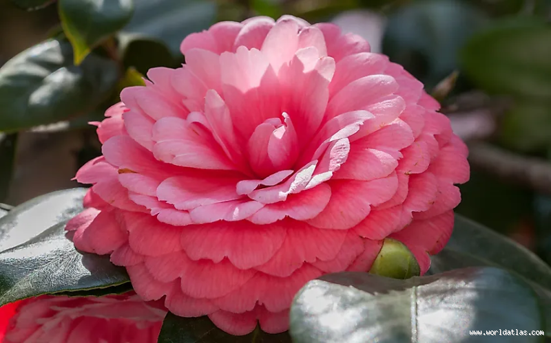 What Is a Rare but Beautiful Flower? Uncover Nature’s Hidden Gems