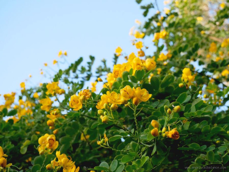 What Yellow Flower Means Hope? Discover the Meaning Behind It