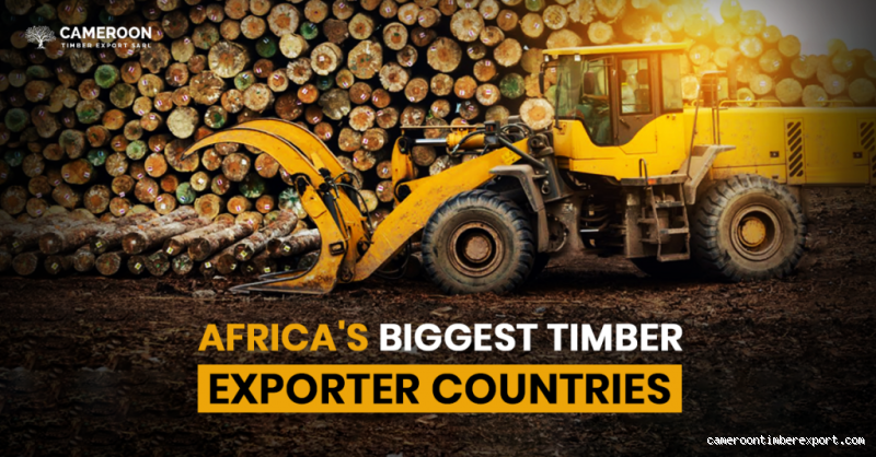 Which African Country Has the Most Timber? The Surprising Leader in Wood Production