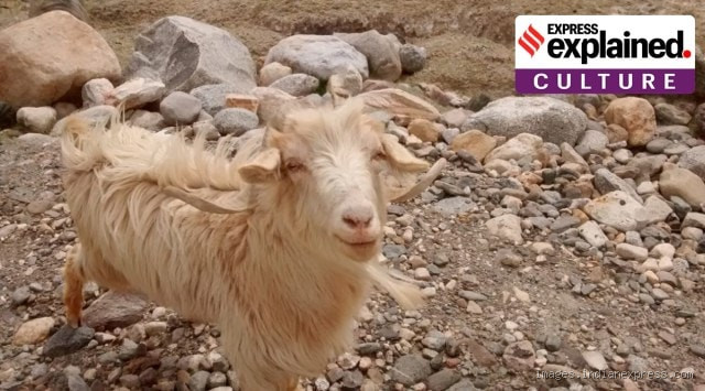 Who Is Called the GOAT? The Meaning Behind the Greatest of All Time