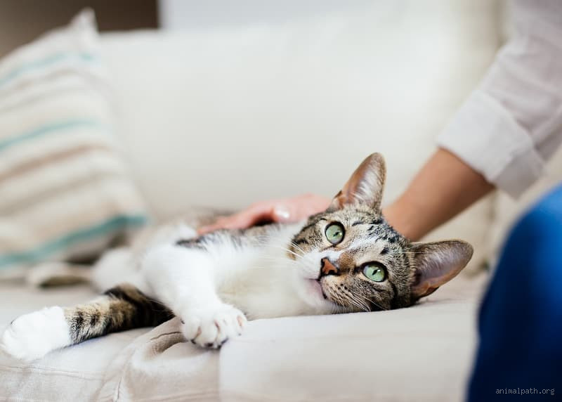 Why Do Cats Lower Their Head When You Pet Them?